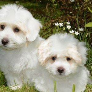 Meet your Posher, Linni